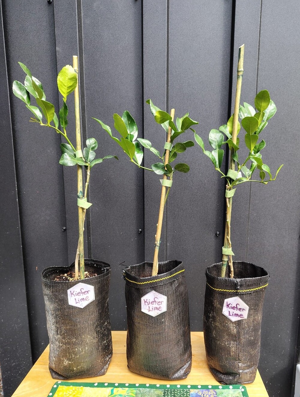 Mini Keifer Lime Citrus Trees